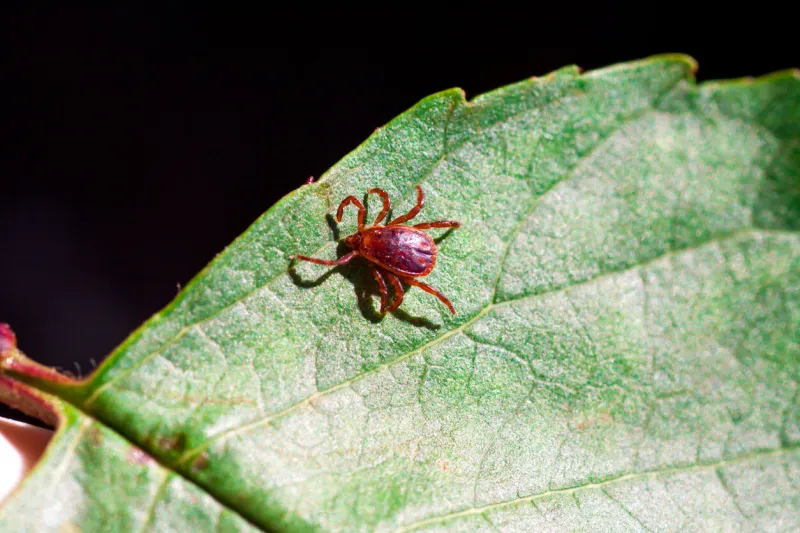 a true ixodid mite blood sucking parasite carrying the acarid disease sits on a on a green leaf of grass in the field on a hot summer day, hunting in anticipation of the victim