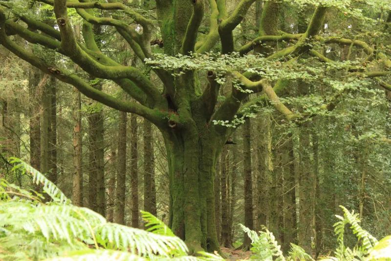a famous tree of the mythical forest of brocéliande