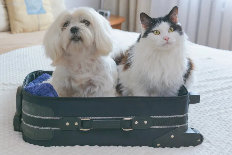 small dog maltese in bag with cat waiting for a trip