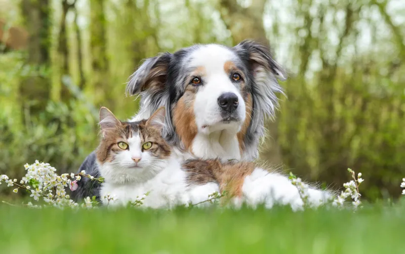 australian shepherd and fluffy cat lie on the grass in the park