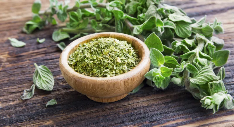 fresh and dried oregano herb on wooden background
