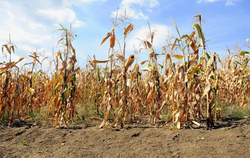 dried corn stalks and cracked earth in hot summer drought at cor