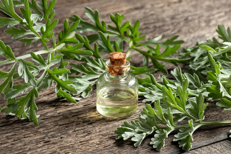 a bottle of wormwood essential oil with fresh artemisia absinthium twigs on a table