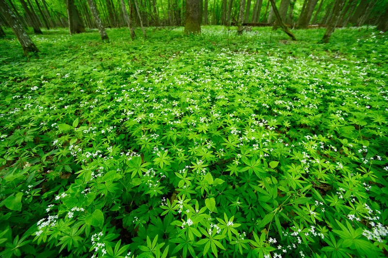 waldmeister (galium odoratum) im nationalpark bilalowieza, polen