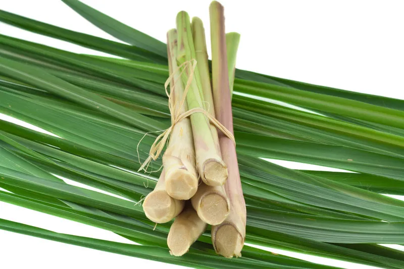 bâtons de citronnelle