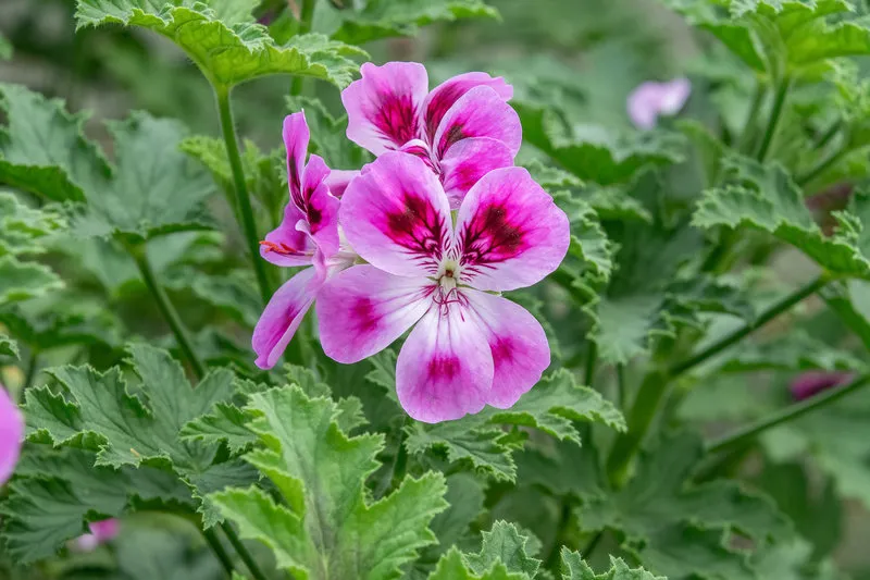 flower head of sweet-scented geranium (pelargonium graveolens), this variety is called patons unique