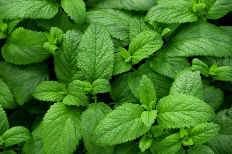 fresh green leaves of mint, lemon balm, peppermint top view min