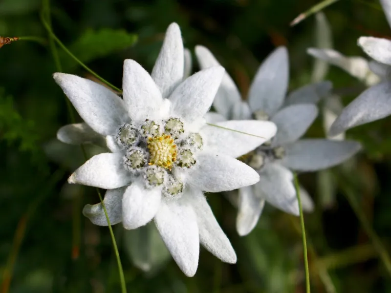 alpine edelweiss flowers, photo taken in austrian alps, focus on foreground