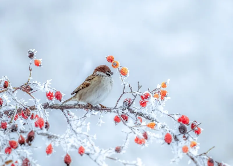 a frozen sparrow sits on a prickly and snow-covered branch of a rosehip with red berries on a frosty winter morning