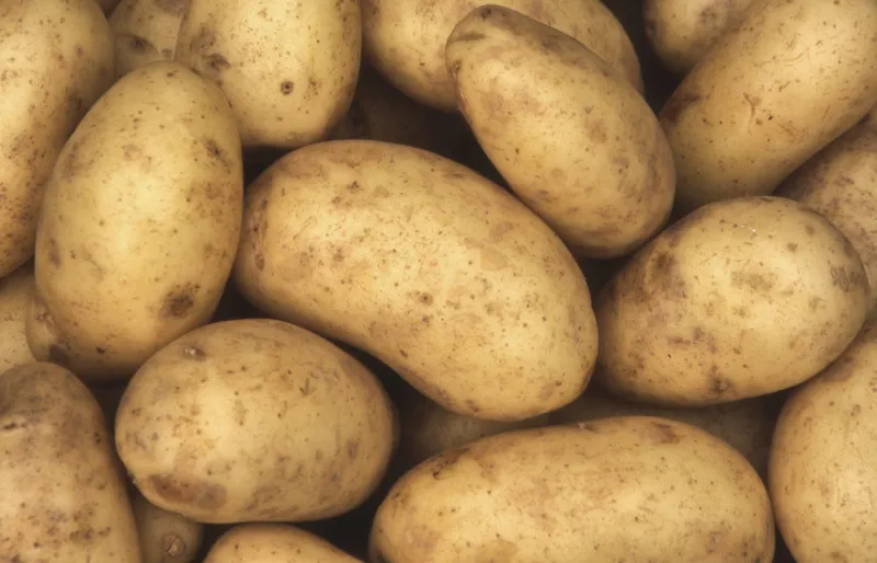 charlotte potatoes background which are a popular early variety potato