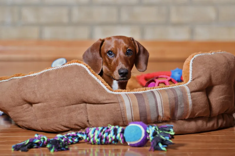 dachshund puppy laying in dog bed surrounded by toys