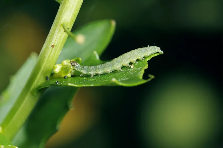 caterpillar of diamond-back moth (plutella xylostella) on rapeseed migratory insect in the family plutellidae, known as a pest of vegetable crops mustards, the crucifers, the cabbage family