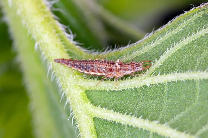 chrysopidae lacewing larva on a green leaf of sunflower it is a predator that eats plant pests