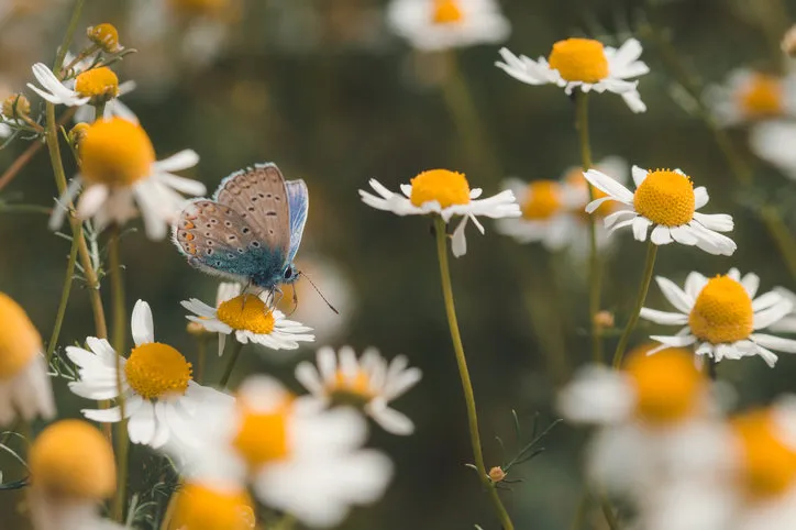 close-up of a butterfly sitting on a white flower