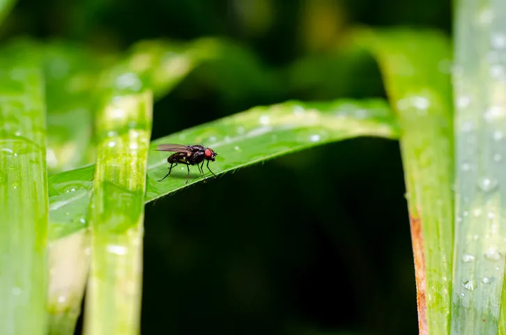 close-up of fly on a leaf