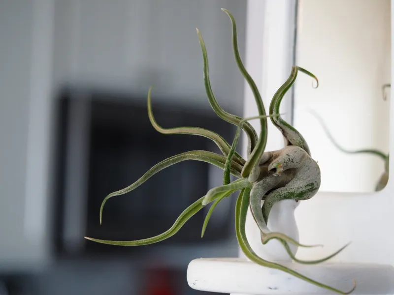 a close up photo of a single medusa air plant on a plant stand with a mirror