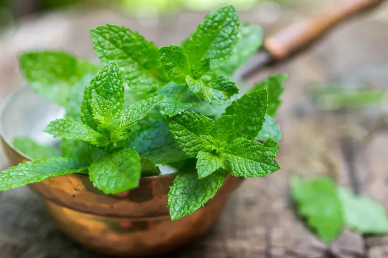 fresh mint on a wooden table the rustic style selective focus