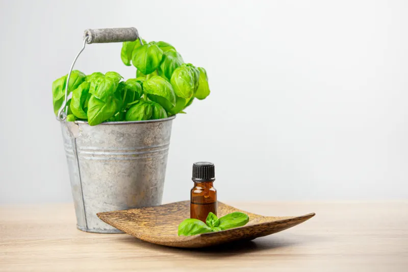 potted basil( ocimum basilicum) in cute zinc bucket with brown basil essential oil bottle on wood plate lot of copy space on white background room for text