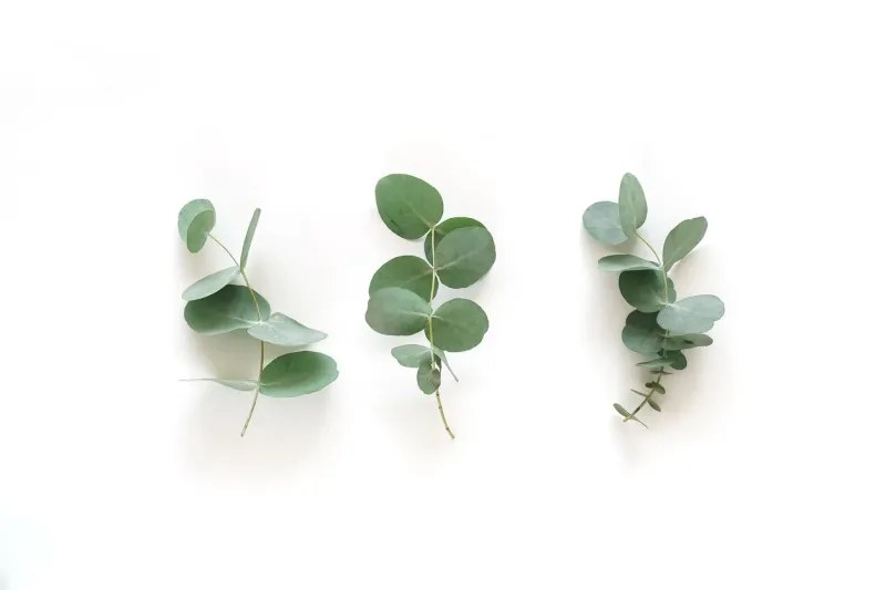 green eucalyptus leaves, branches top view isolated on white background flat lay, top view poster