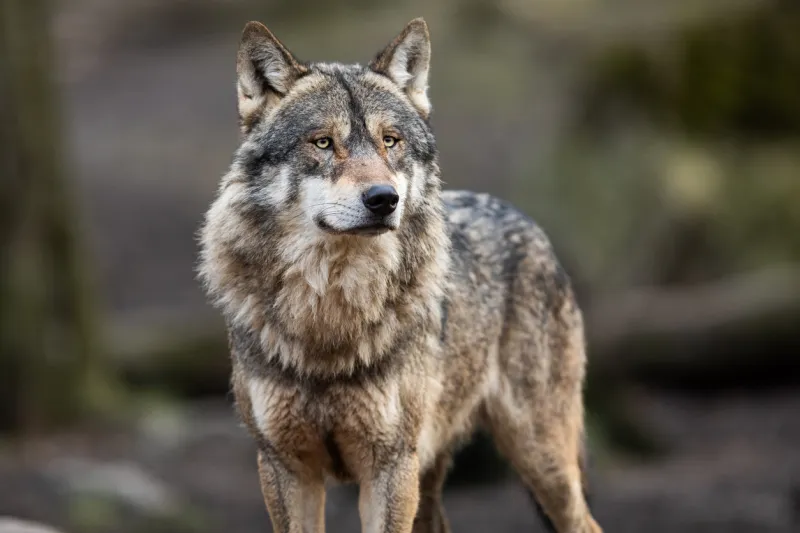 portrait of grey wolf in the forest