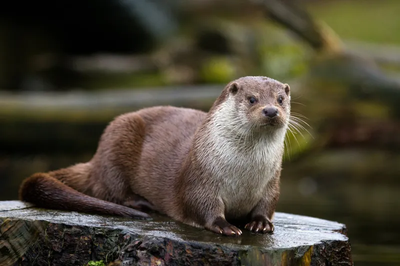 a picture from an otter