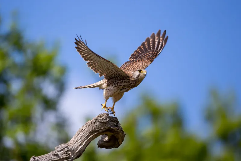 the common kestrel is a bird of prey species belonging to the kestrel group of the falcon family falconidae