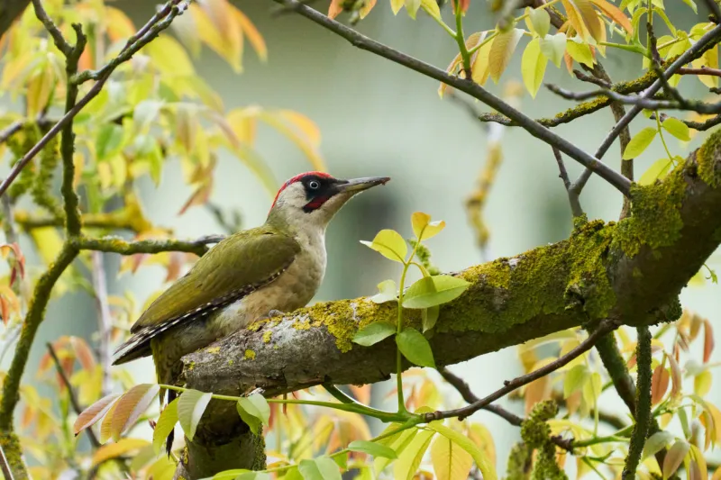 beautiful bird, european green woodpecker closeup (picus viridis), bird on tree