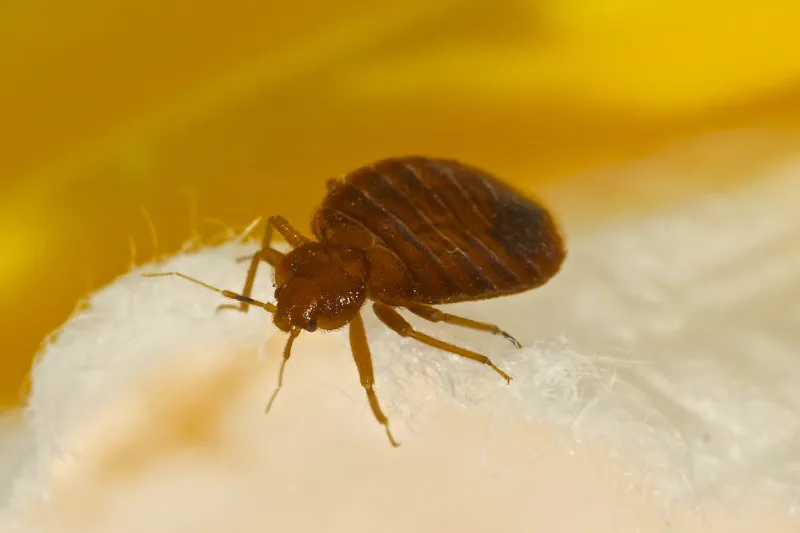 macro photo of a bed bug