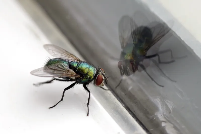 closeup of a housefly with its reflection in a glass window