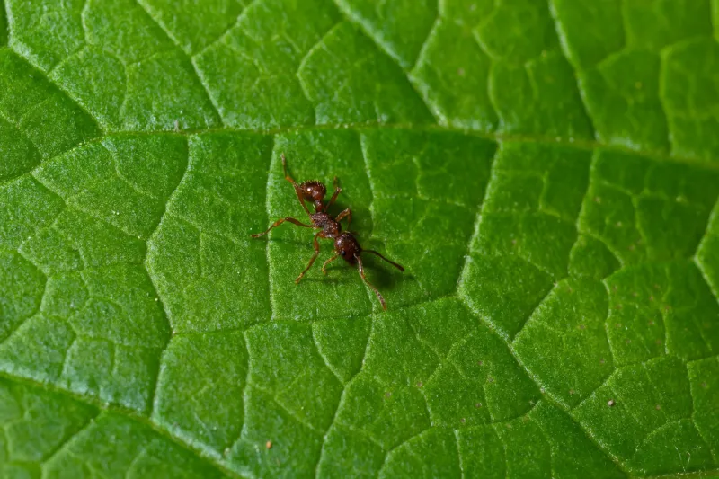 a macro shot of a red ant, myrmica ruginodis, on a green leaf