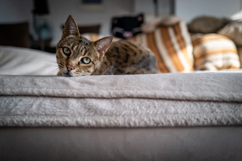 a cute savannah cat on a couch