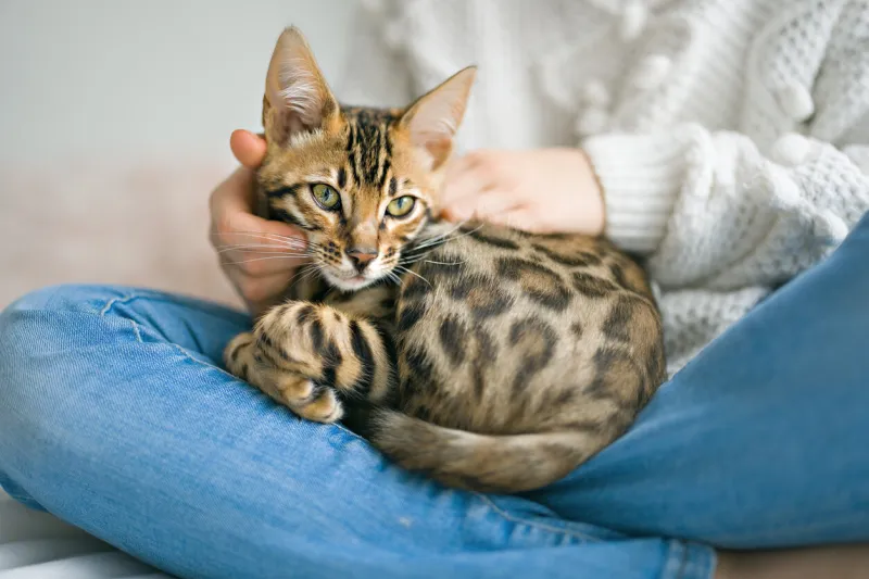a bengal cat in the bed room with child girl