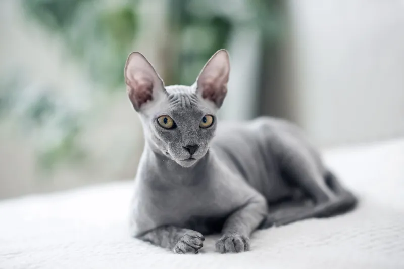 selective focus small gray domestic cat sphynx close-up and copy space