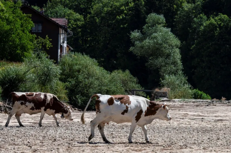 cows walk on the dry doubs river on july 31, 2020, in maisons-du-bois-lievremont, eastern france as a heatwave hits france (photo by sebastien bozon   afp)
