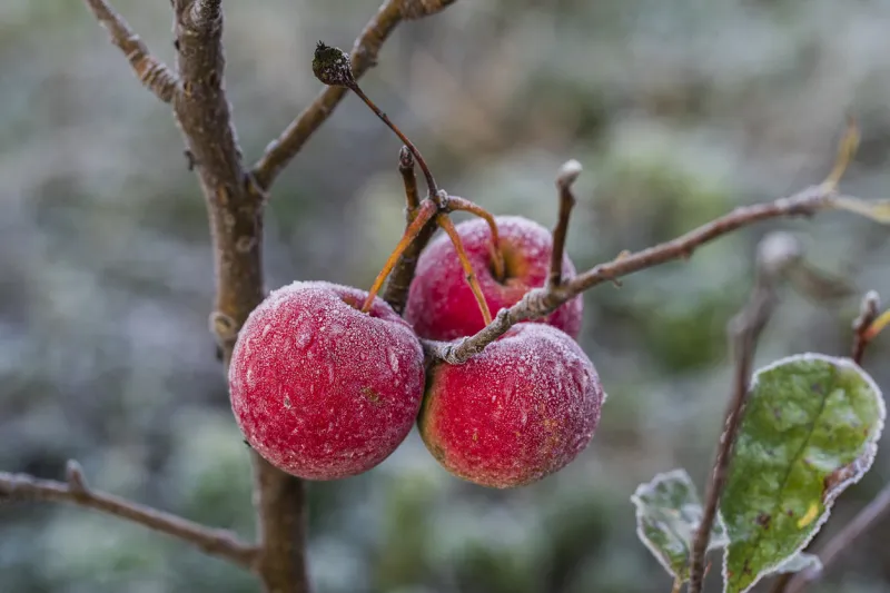 fresh red apples on tree in the first frost, close up red apples with hoarfrost after the first morning frost, ukraine