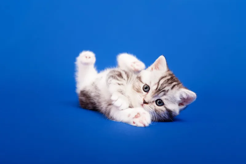 tabby scottish purebred cat is sitting on blue background