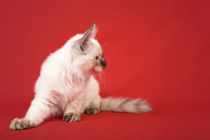 siberian forest kitten isolated on red background