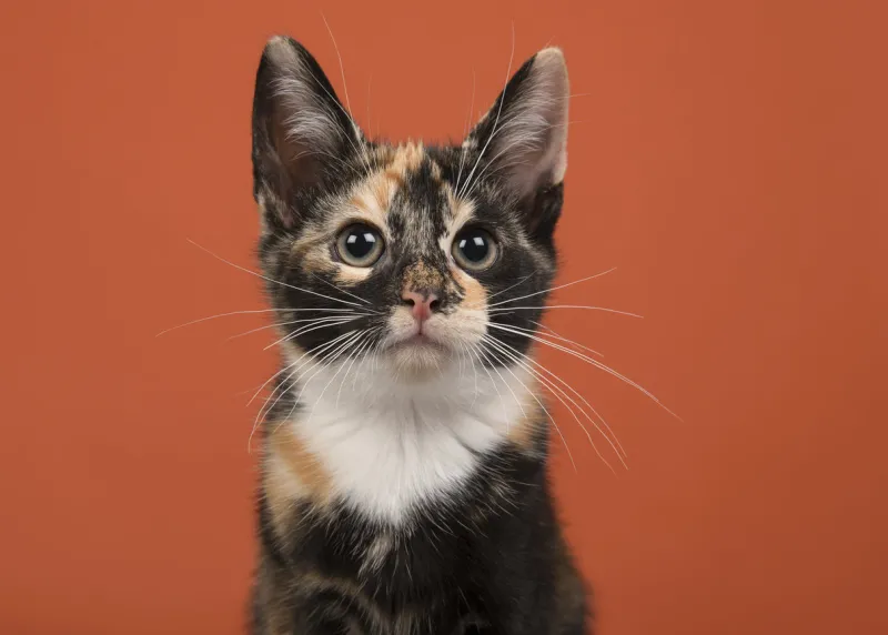 portait of a tortoiseshell female cat looking up on a orange background