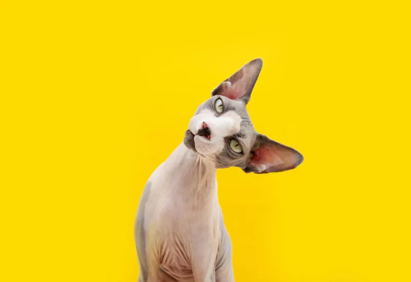 funny sphynx cat tilting head side curiosity concept isolated on yellow background