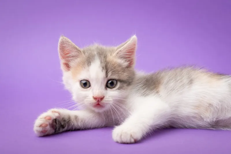 relaxed small white kitten laying in studio on violet background