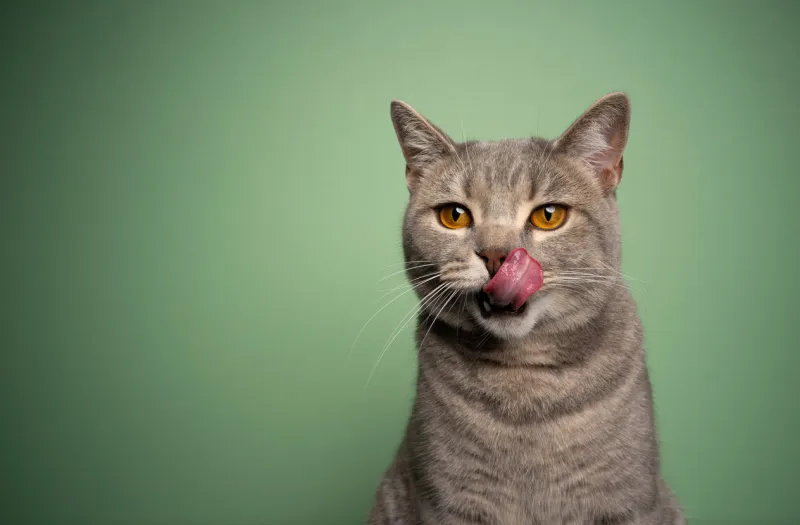 hungry tabby british shorthair cat licking lips portrait on green background with copy space