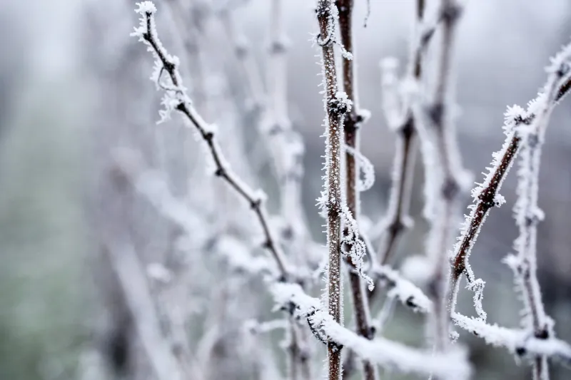 hoarfrost on the vineyard with in the fog