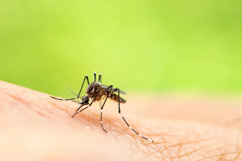 aedes aegypti or yellow fever mosquito sucking blood on skin,macro close up show markings on its legs and a marking in the form of a lyre on the upper surface of its thorax