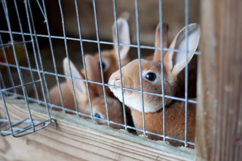 bunnies in rhode island