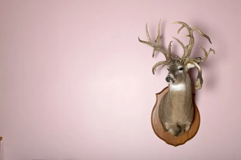 a taxidermy mounted stag head with antlers on a blank pink wall with copy space