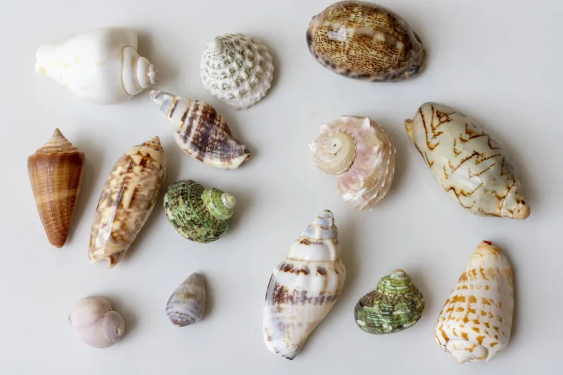 seashells of various shapes and types on white isolated background