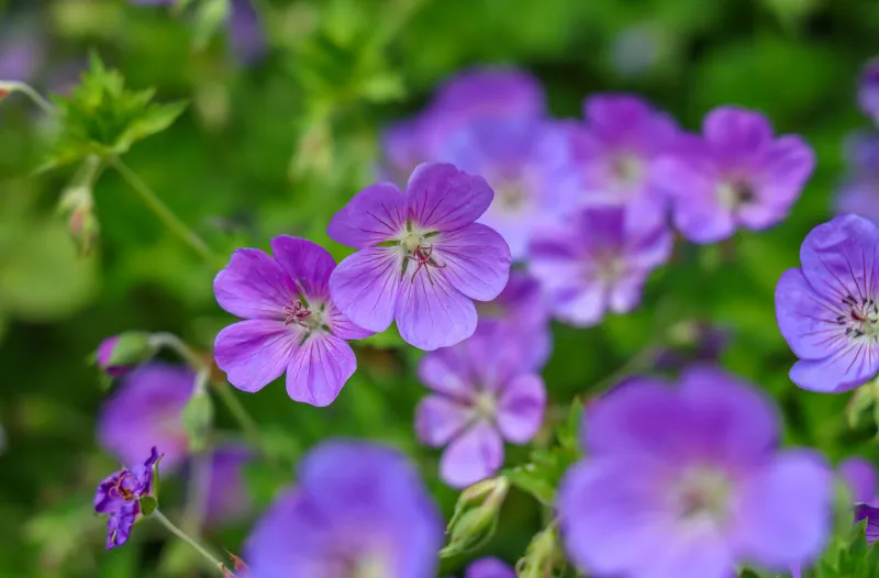 geranium wallichianum is a species of hardy flowering herbaceous perennial plant in the genus geranium, family geraniaceae