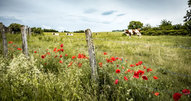 vaches laitières dans un pré de haute-saône sous un ciel orageux