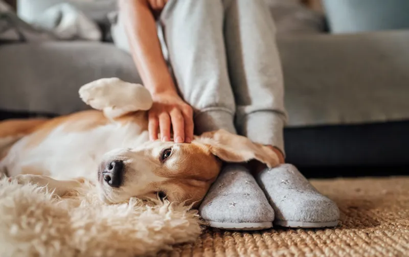 beagle dog female owner caress stroking her pet lying on the back on natural stroking dog on the floor and enjoying the warm home atmosphere