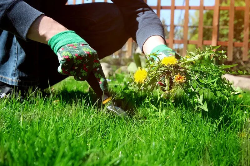 a man pulling dandelion   weeds out from the grass loana man pulling dandelion   weeds out from the grass loan